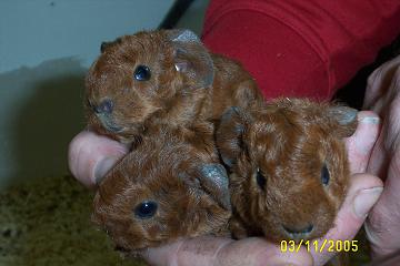 03.11.2005 004_klein