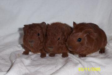 03.11.2005 010_klein