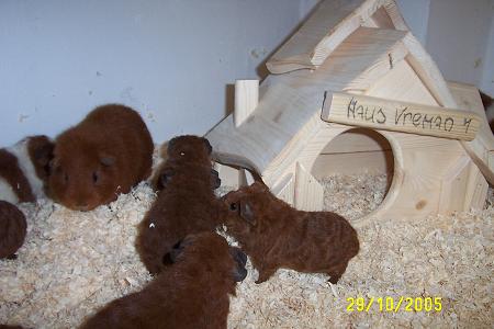 29-10-2005 2 096_klein02