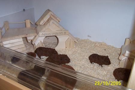 29-10-2005 2 098_klein