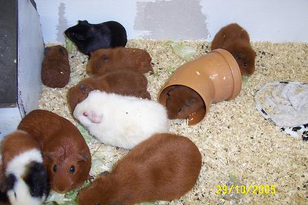 29-10-2005 2 107_klein