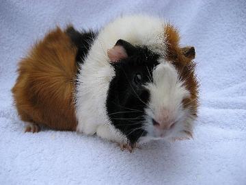 Bundessieger2006_Niklas