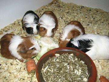 Coronet_Nachwuchs_240906