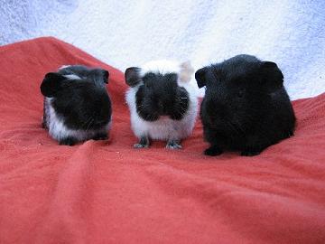 Dalmatiner_Nachwuchs_011006