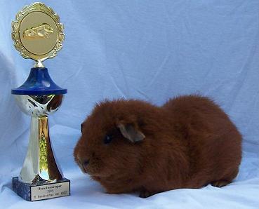 Gaby: Bundessiegerin 2005 bei der 11. Bundesschau des VDRZ