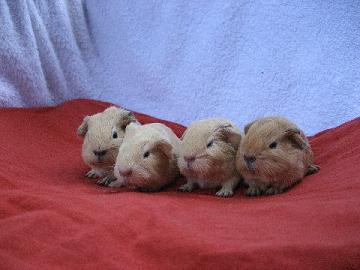 Glatthaar_Nachwuchs_141006