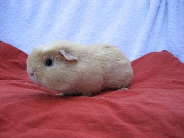 Louis_Bundessieger_2006