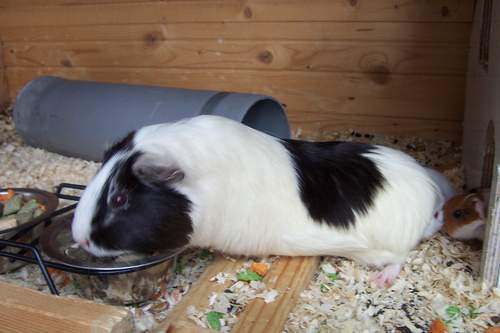 Momo mein erstes Meerschweinchen